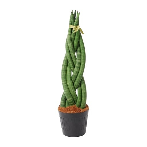 "Zylindrischer Bogenhanf 'Twist' (Sansevieria cylindrica) – pflegeleichte Zimmerpflanze, Höhe ca. 40 cm image"