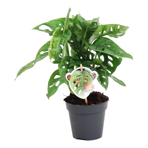 "Monstera obliqua 'Monkey Leaf' - 25 cm - ø12 image"