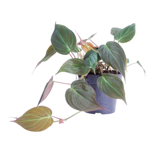 "Philodendron scandens 'Micans' - 25 cm - ø12 image"