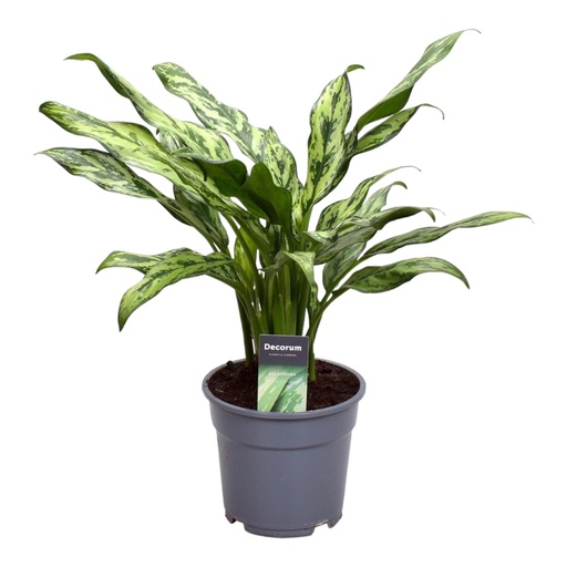 "Aglaonema Juliette - 40 cm - ø12 image"