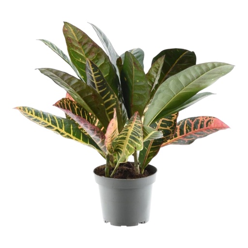 "Codiaeum variegatum 'Petra' - 30 cm - ø12 image"