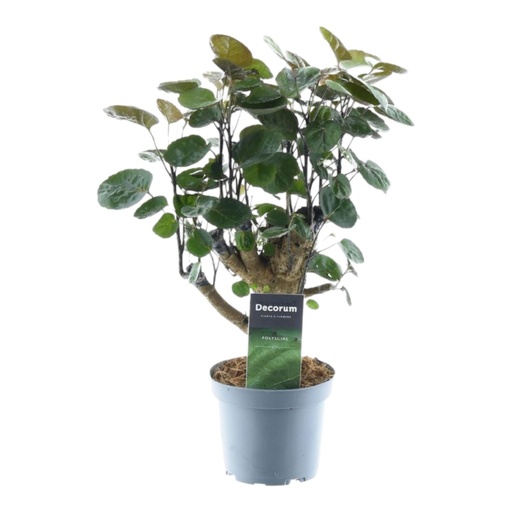 "Polyscias Fabian - 45 cm - ø12 image"