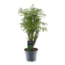 Polyscias Hawaiiana Ming - 45 cm - ø12 