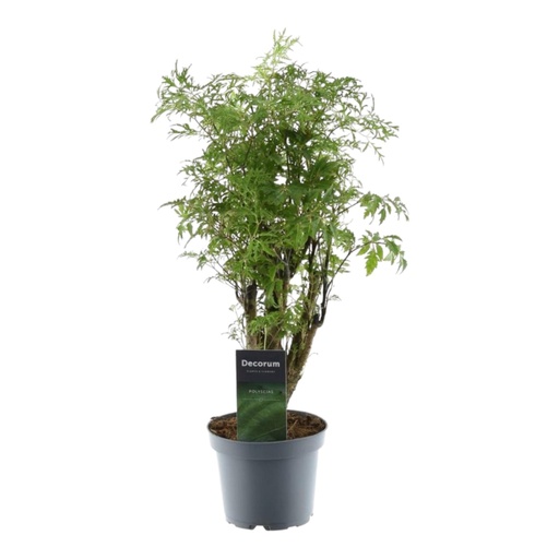 "Polyscias Hawaiiana Ming - 45 cm - ø12  image"