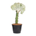 Euphorbia lactea Cristata white - 30 cm - ø10,5