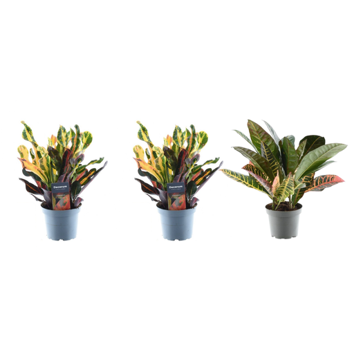 "3x Croton Codiaeum mix - 30 cm - ø12 image"