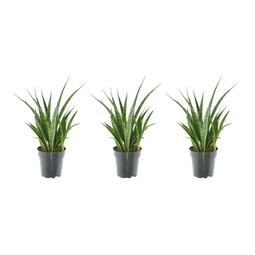 "3x Sansevieria Kirkii - 38 cm - ø12 image"