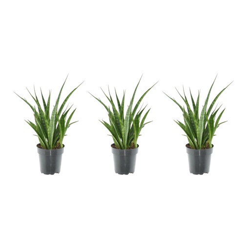 "Kirks Bogenhanf 3er-Set (Sansevieria kirkii) – pflegeleichte Zimmerpflanze, Höhe ca. 38 cm image"