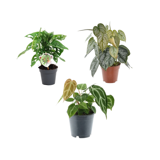 "Grüne Mischung 3 Pflanzen - Monstera obliqua 'Monkey Leaf' - 25 cm - ø12 - Philodendron Brandtianum - 35 cm - ø12 - Anthurium Chrystallium - 35 cm - ø12 image"