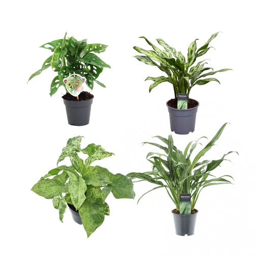 "Grüne Mischung 4 Pflanzen - Monstera obliqua 'Monkey Leaf' - 25 cm - ø12 - Aglaonema Juliette - 40 cm - ø12 - Syngonium Mottled - 25 cm - ø12 - Aglaonema Cutlass - 40 cm - ø12 image"