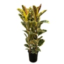 Ficus Elastica Tineke bush - 140 cm - Ø28cm