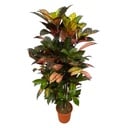 Codiaeum (Croton) Iceton branched - 100 cm - Ø24cm