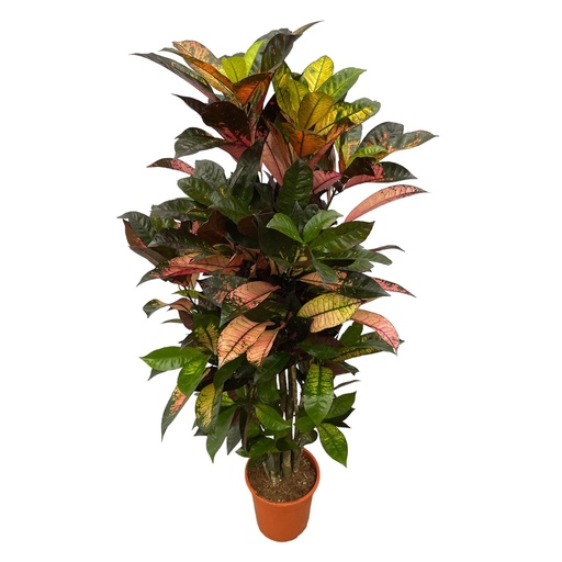 "Codiaeum (Croton) Iceton branched - 100 cm - Ø24cm image"
