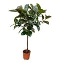 Ficus Elastica Robusta trunk - 120 cm - Ø24cm