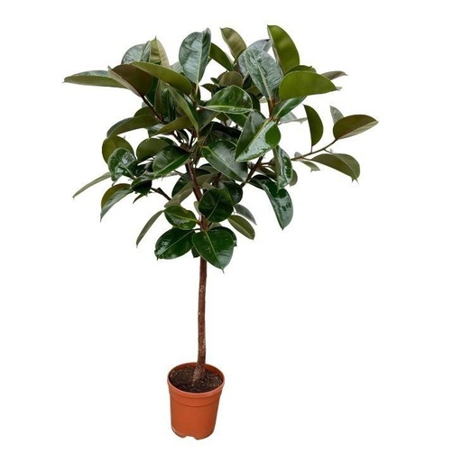 "Ficus Elastica Robusta trunk - 120 cm - Ø24cm image"