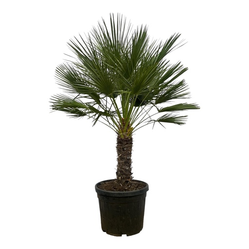 "Chamaerops Humilis on stem - 150 cm - Ø45cm image"