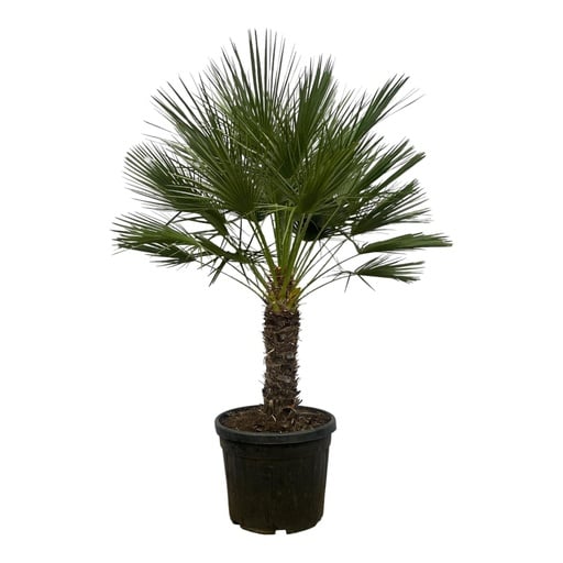"Zwergpalme (Chamaerops humilis) – pflegeleichte Zimmerpflanze, Topf-Ø 45 cm, Höhe ca. 150 cm image"