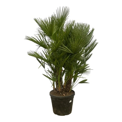 "Zwergpalme (Chamaerops humilis) – pflegeleichte Zimmerpflanze, Topf-Ø 50 cm, Höhe ca. 220 cm image"