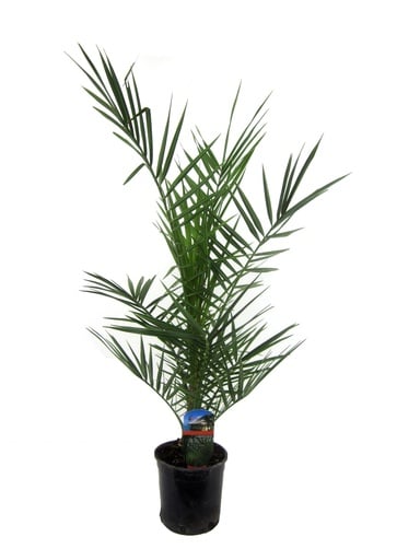"Phoenix Canariensis - 80 cm - Ø14cm image"