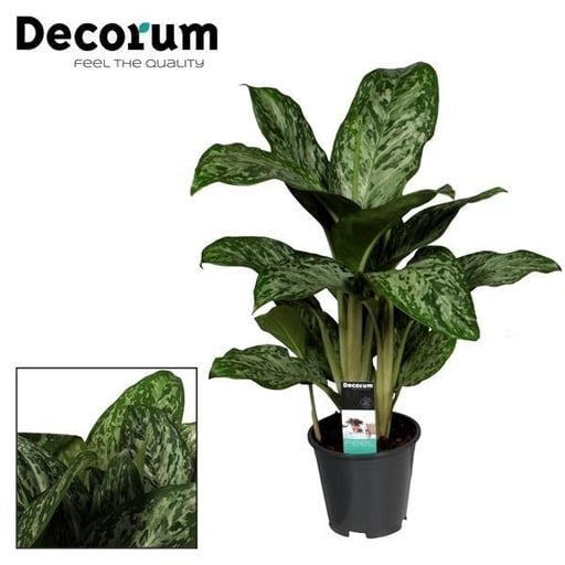"Kolbenfaden (Aglaonema commutatum) – pflegeleichte Zimmerpflanze image"