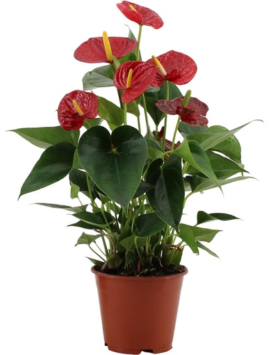 "Anthurium Success Red In Transparant Sleeve image"