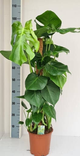 "Monstera Mosstok image"