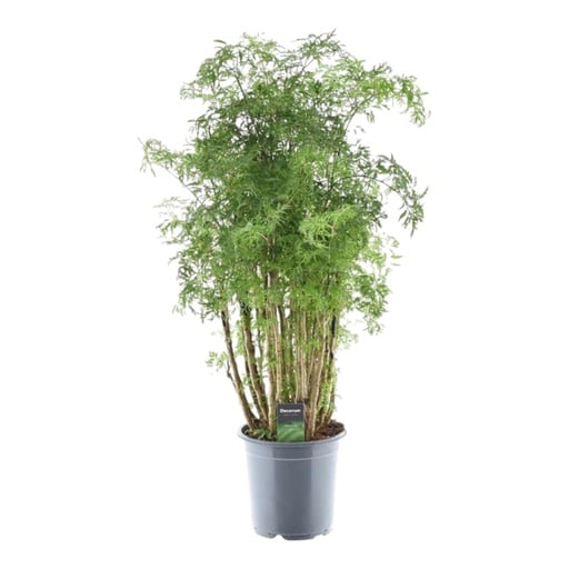 "Fiederaralie 'Hawaiiana Ming' (Polyscias) – pflegeleichte Zimmerpflanze, Topf-Ø 24 cm, Höhe ca. 90 cm image"
