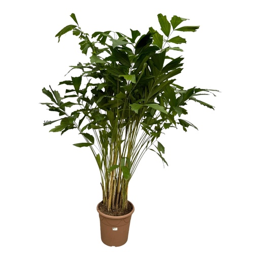 "Caryota Mitis - 250 cm - Ø32cm image"