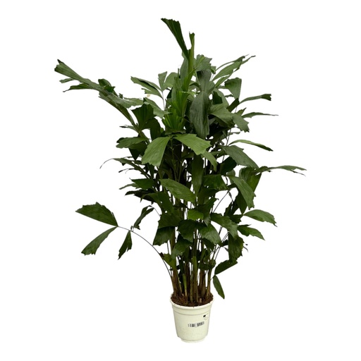 "Caryota Mitis - 120 cm - Ø21cm image"