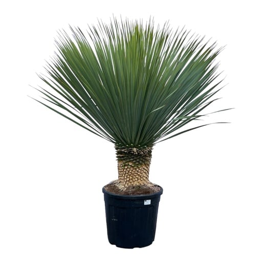 "Blaue Palmlilie (Yucca rostrata) – pflegeleichte Zimmerpflanze, Höhe ca. 140 cm image"