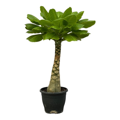 "Birghamia Insignis - 25 cm - Ø12cm image"