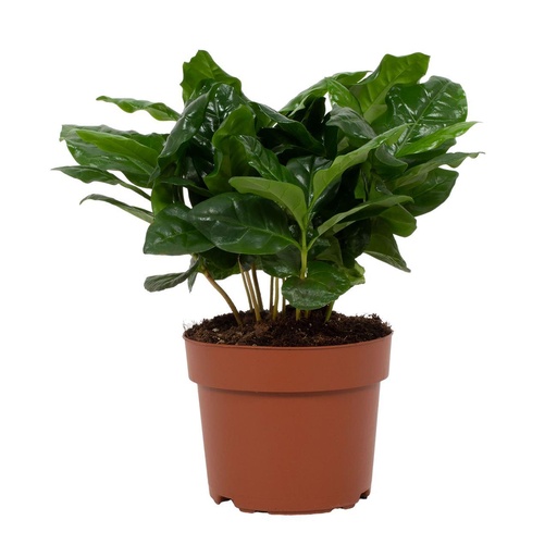 "Coffea Arabica 12cm - Ø12cm - ↕22cm image"