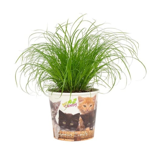 "Cyperus Zumula 12cm - Beker Pet Candy Kat - Ø12cm - ↕23cm image"