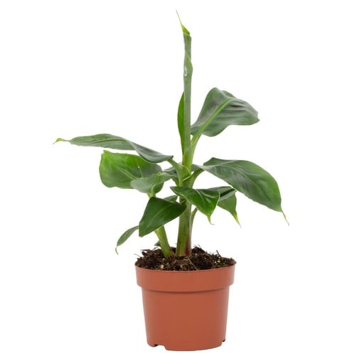Zwergbanane Musa acuminata