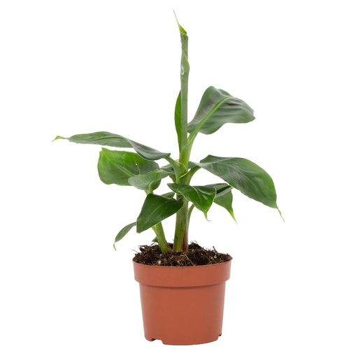 "Zwergbanane (Musa acuminata) – pflegeleichte Zimmerpflanze, Topf-Ø 12 cm, Höhe ca. 27 cm image"