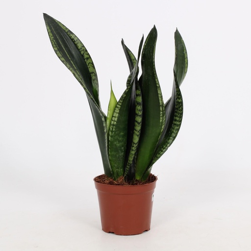"Sansevieria Whitney 12cm - Ø12cm - ↕27cm image"