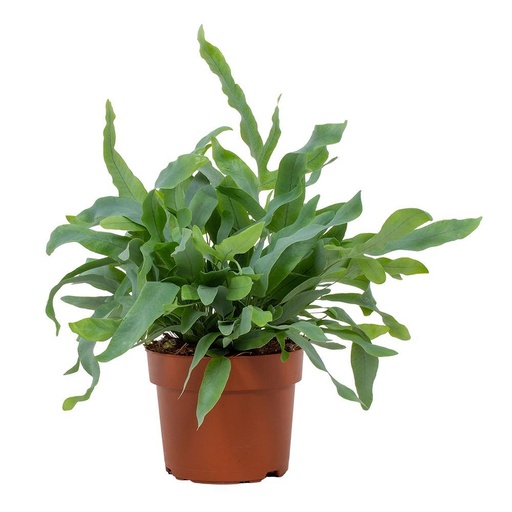 "Phlebodium Blue Star 12cm - Ø12cm - ↕32cm image"