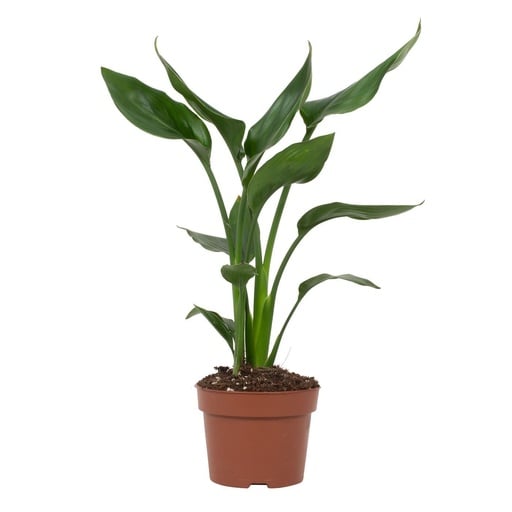 "Strelitzia Reginae - Ø12cm - ↕35cm image"