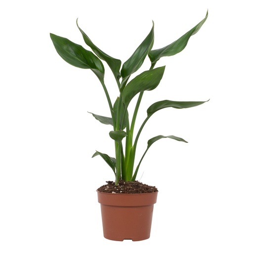 "Paradiesvogelblume (Strelitzia reginae) – pflegeleichte Zimmerpflanze, Topf-Ø 12 cm, Höhe ca. 35 cm image"