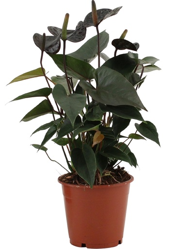 "Anthurie (Anthurium andraeanum) – pflegeleichte Zimmerpflanze, Topf-Ø 12 cm, Höhe ca. 36 cm image"