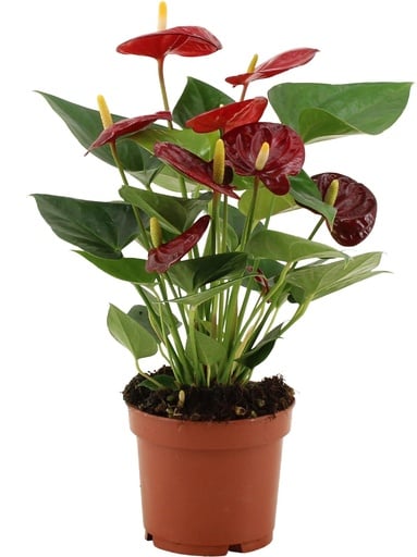 "Anthurium Calon In Transparant Sleeve - Ø12cm - ↕36cm image"