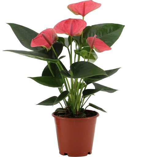 "Anthurium Sweet Dream In Transparant Sleeve - Ø12cm - ↕36cm image"