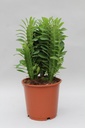 Euphorbia Trigona - Ø12cm - ↕40cm