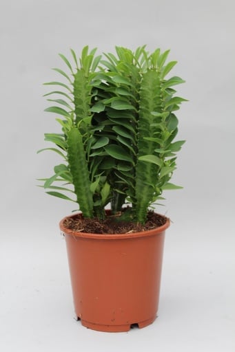"Dreikantige Wolfsmilch (Euphorbia trigona) – pflegeleichte Zimmerpflanze, Topf-Ø 12 cm, Höhe ca. 40 cm image"