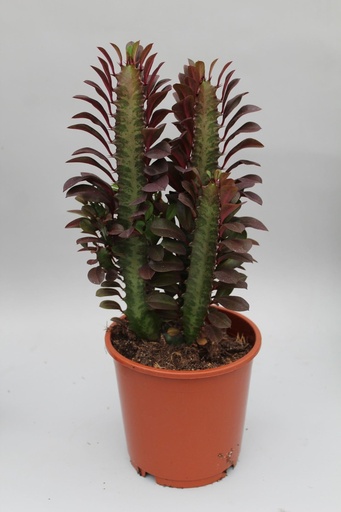 "Euphorbia Trigona Rubra - Ø12cm - ↕40cm image"