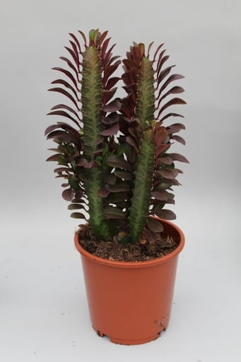 "Säulen-Wolfsmilch 'Rubra' (Euphorbia trigona) – pflegeleichte Zimmerpflanze, Topf-Ø 12 cm, Höhe ca. 40 cm image"