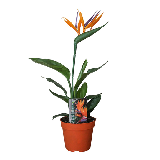 "Strelitzia Reginae P13 2pp (met Kunstbloem) - Ø13cm - ↕35cm image"