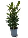 Laurus Nobilis - Ø14cm - ↕35cm