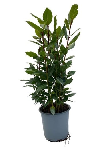 "Laurus Nobilis - Ø14cm - ↕35cm image"