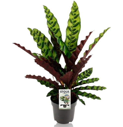 "Calathea Lancifolia Insignis - Ø14cm - ↕45cm image"